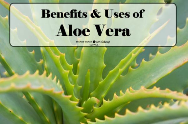 10 Amazing Benefits of Aloe Vera for Skin, Hair, Weight Loss & More! -  Heart Bows & Makeup