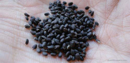Benefits Of Basil Seeds For Health Weight Loss