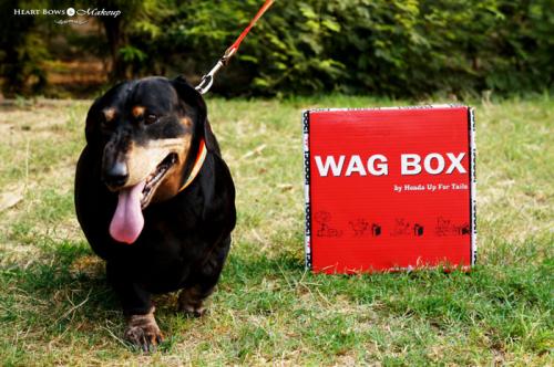 Wag Box By Heads Up For Tails Review, Products & Price Wag Box By Heads Up For Tails Review, Products & Price