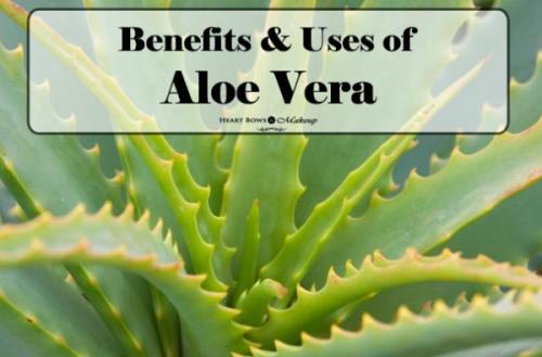 10 Amazing Benefits of Aloe Vera for Skin, Hair, Weight Loss & More!